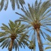 Palms in Palma by violetlady