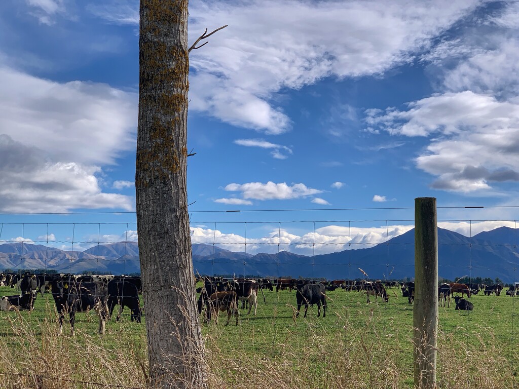 Cows & mountains by happypat