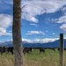 Cows & mountains