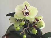 1st May 2024 -  Light yellow orchid