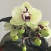  Light yellow orchid