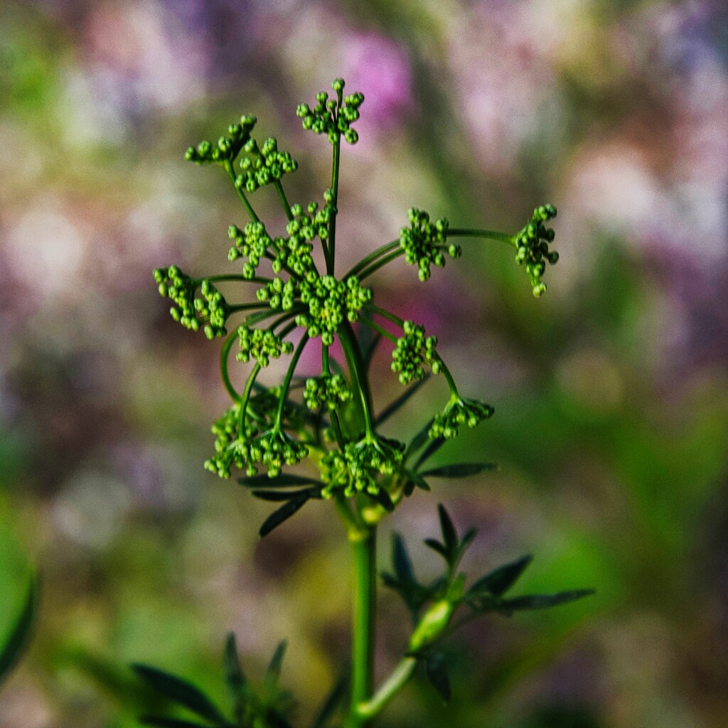 4 29 Italian Parsley going to seed by sandlily