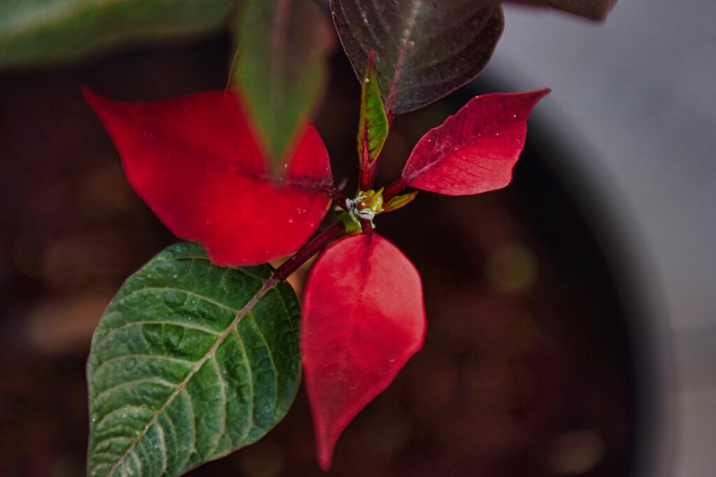 4 29 Poinsettia new leaves by sandlily