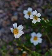 29th Apr 2024 - 4 29 Blackfoot Daisies still blooming