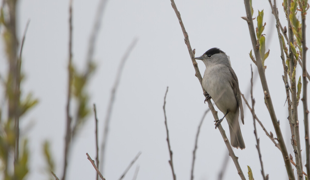 Blackcap by lifeat60degrees