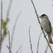Blackcap by lifeat60degrees