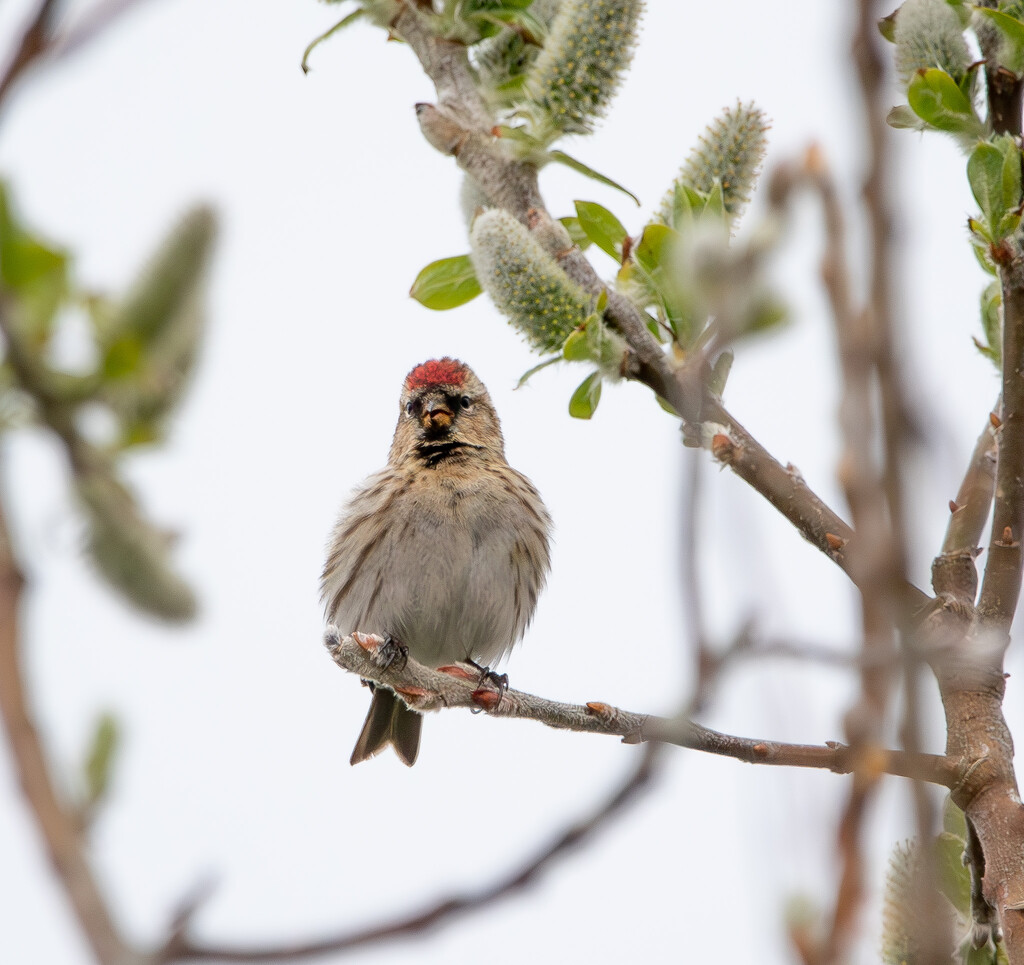 Redpoll by lifeat60degrees