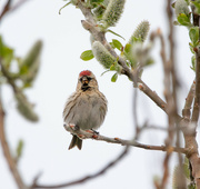 1st May 2024 - Redpoll