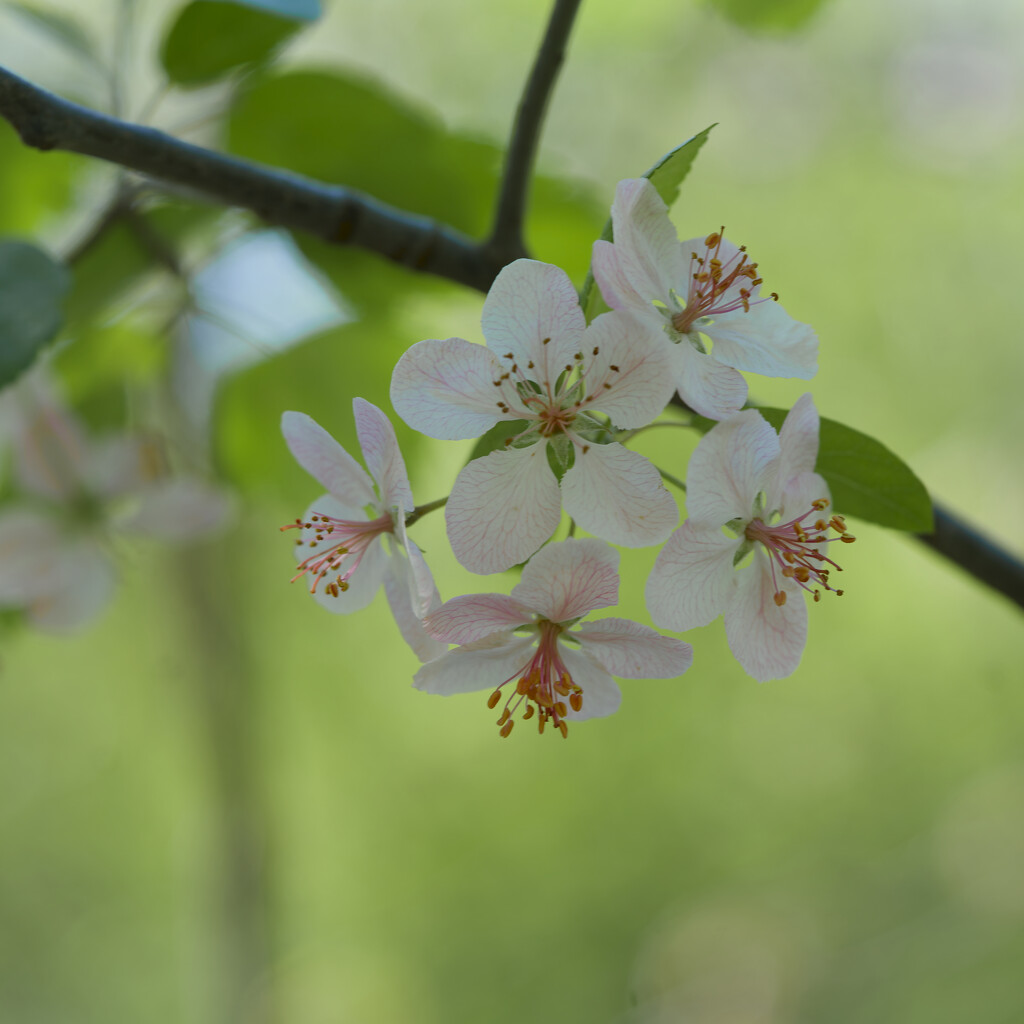 crab apple blossoms  by rminer