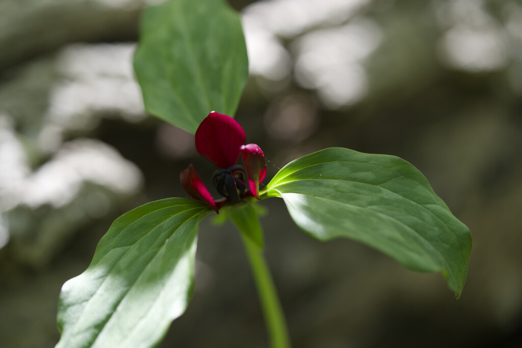 trillium  by rminer