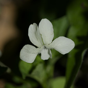 1st May 2024 - White violet