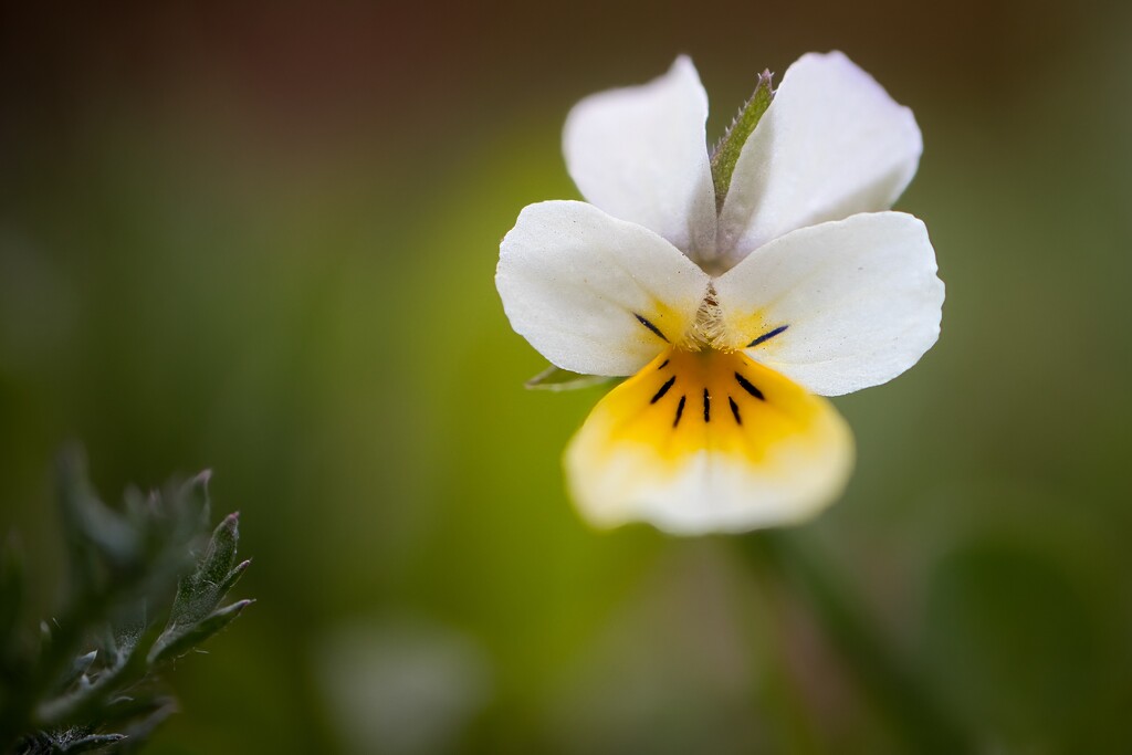 Field Pansy by okvalle