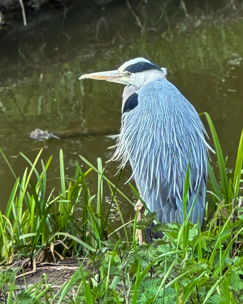 Heron by anncooke76