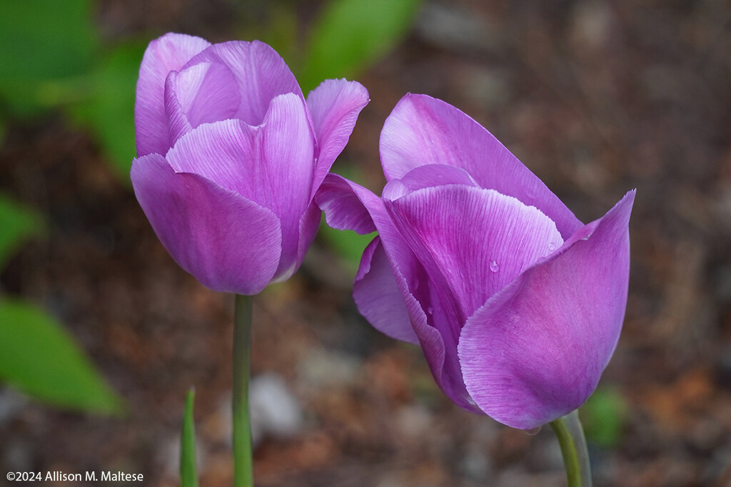 Twin Tulips by falcon11