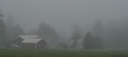 1st May 2024 - Foggy morning-2