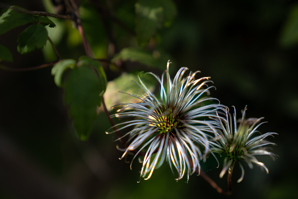 Clematis by hannahcallier