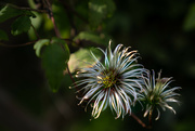 1st May 2024 - Clematis