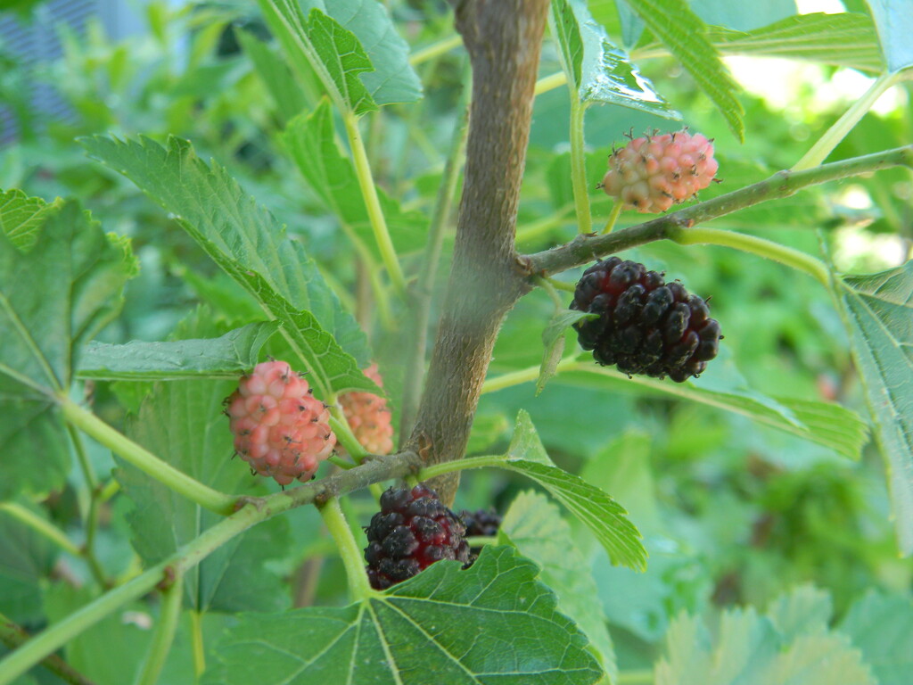Blackberries in Office Garden  by sfeldphotos