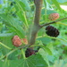 Blackberries in Office Garden  by sfeldphotos