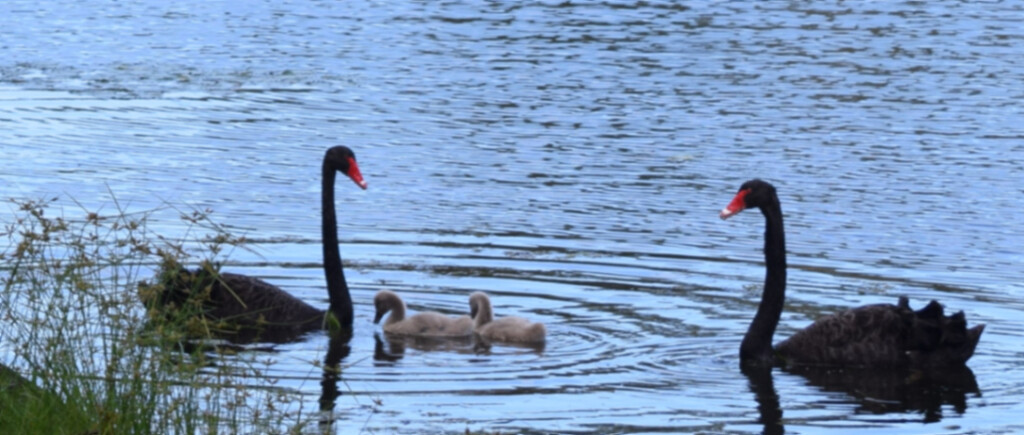 Delightful Swan Family ~ by happysnaps