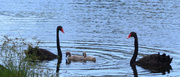 2nd May 2024 - Delightful Swan Family ~