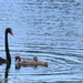 Delightful Swan Family ~
