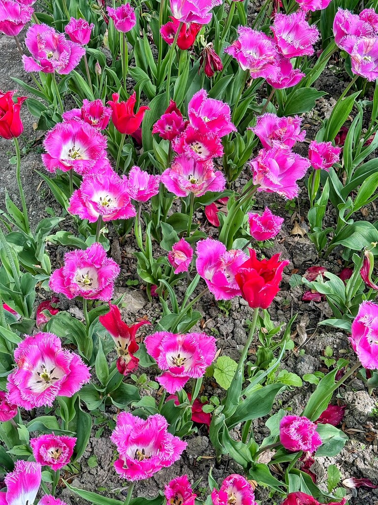 Pink and red tulips.  by cocobella