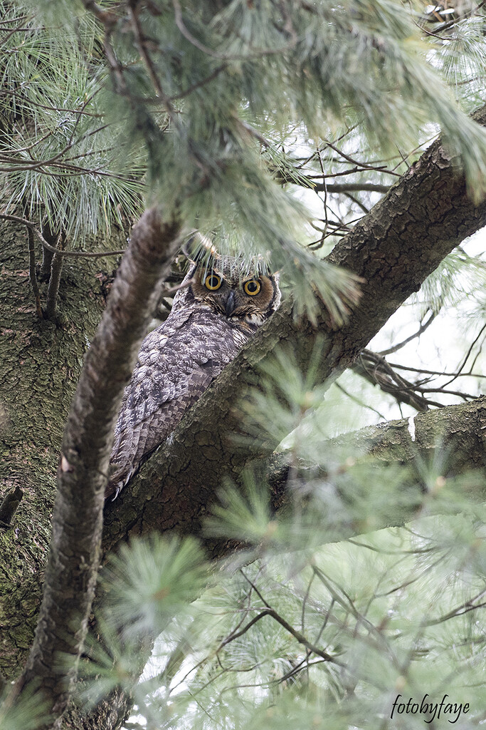 Great Horned Owl by fayefaye