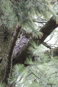 1st May 2024 - Great Horned Owl