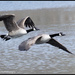 Geese on the go by mccarth1
