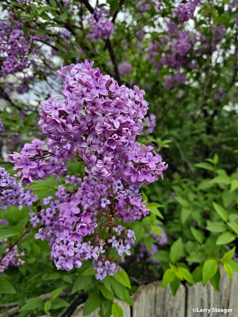 Lilac  blooming by larrysphotos