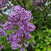Lilac  blooming