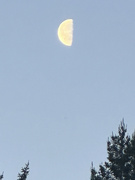 1st May 2024 - Half moon