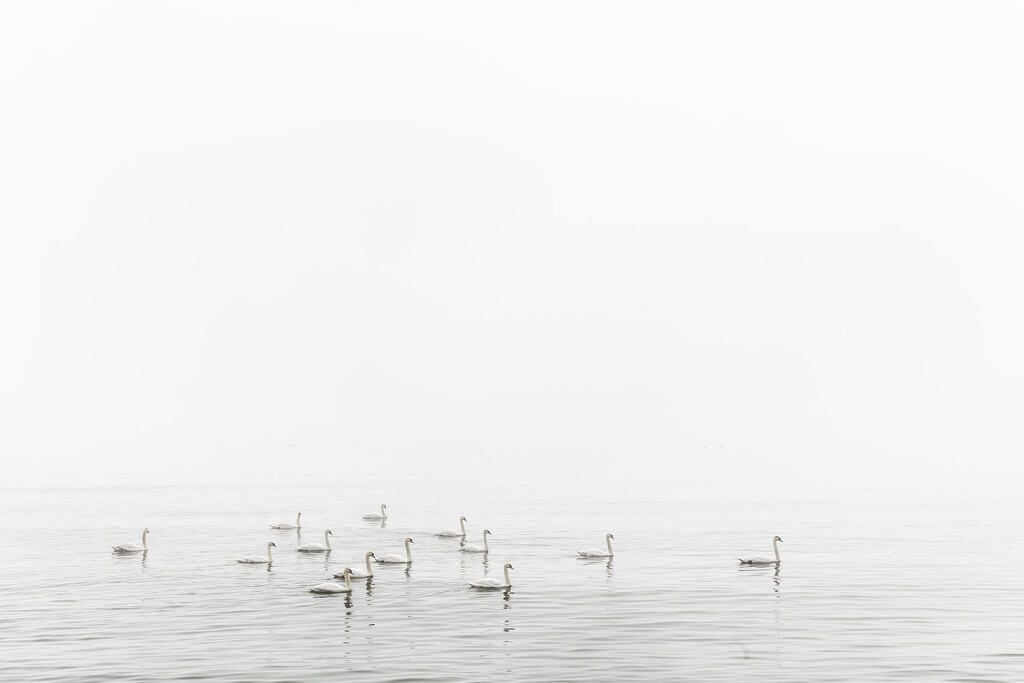 Swan Swim by pdulis