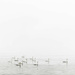 Swan Swim by pdulis