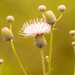 Flower Buds! by rickster549