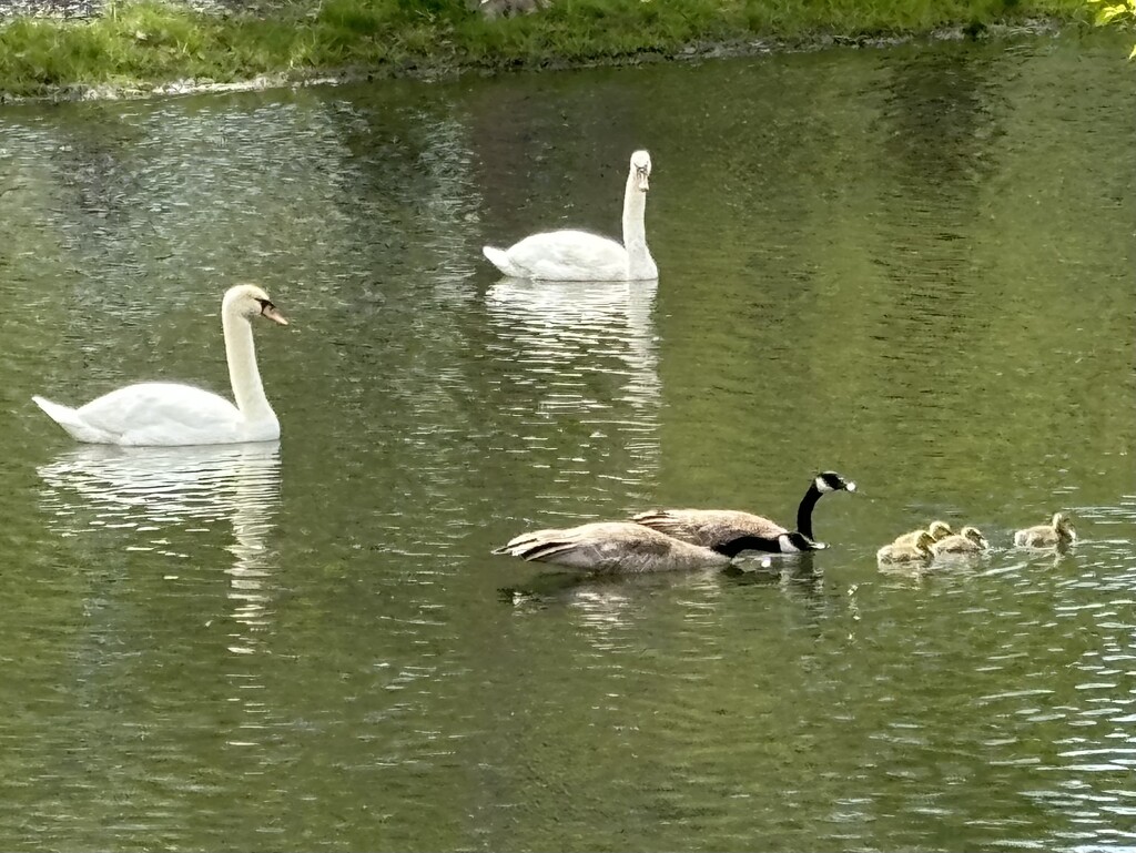 Swans checking out the baby geese by pirish