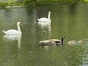 1st May 2024 - Swans checking out the baby geese