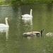 Swans checking out the baby geese