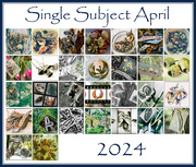 30th Apr 2024 - Single Subject Collage