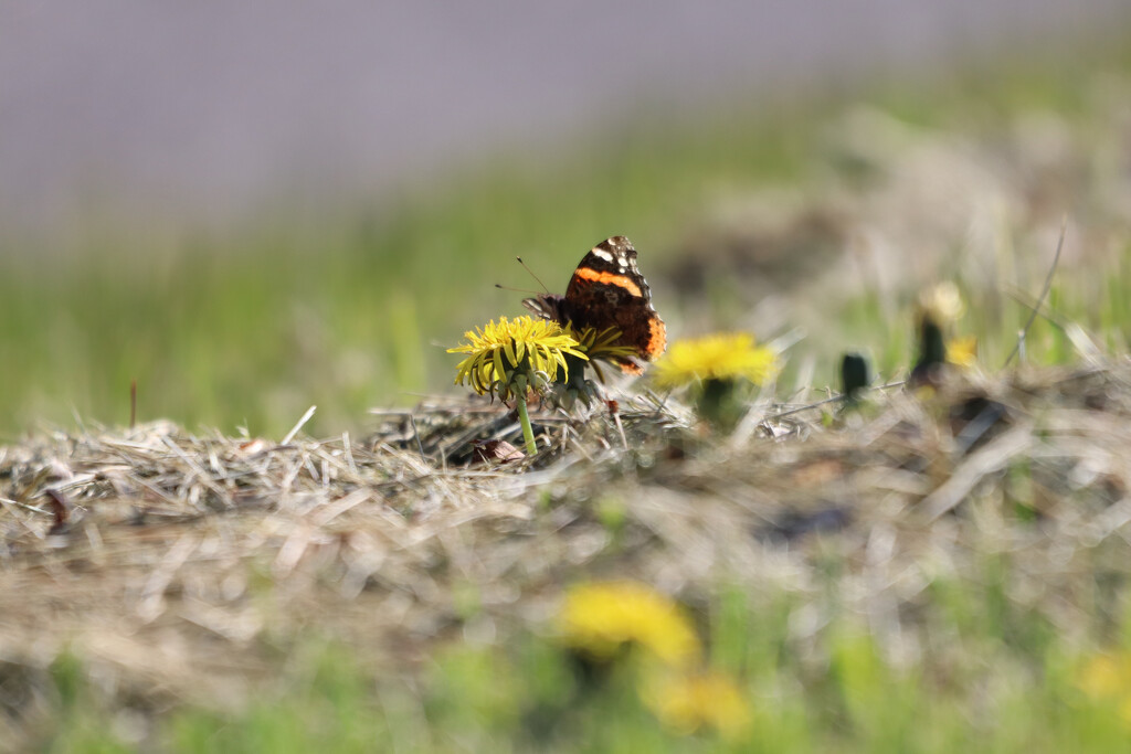 Red Admiral on a Dandelion by princessicajessica