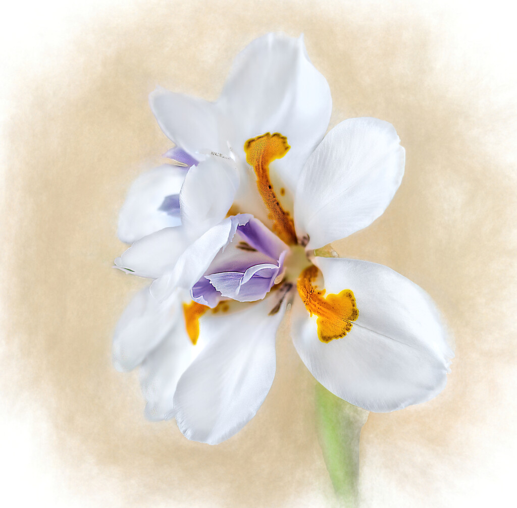 Painted Iris by ludwigsdiana