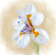 2nd May 2024 - Painted Iris