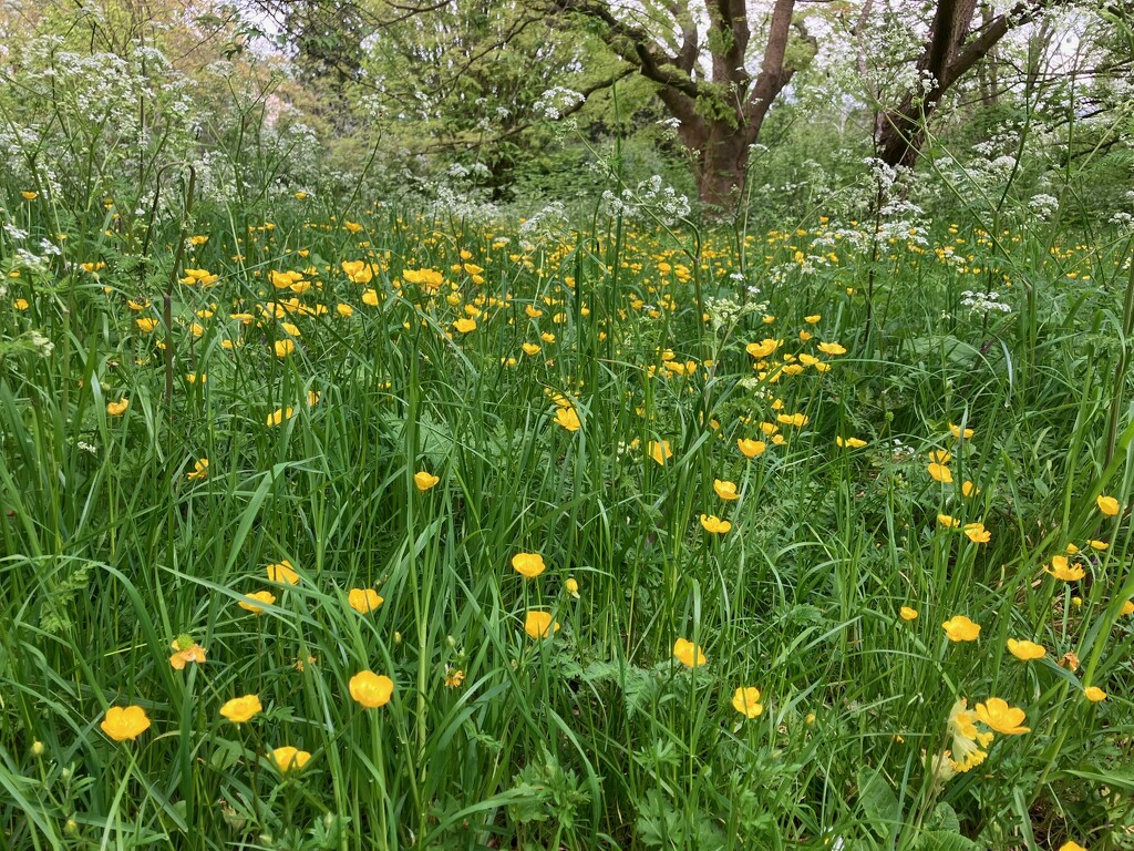 Buttercups and Cow Parsley  by foxes37