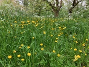 2nd May 2024 - Buttercups and Cow Parsley 