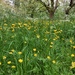 Buttercups and Cow Parsley  by foxes37