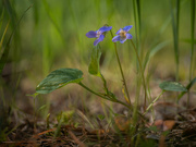 1st May 2024 - Viola odorata