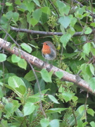 2nd May 2024 - Robin