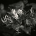 The wild honeysuckle is blooming... by marlboromaam