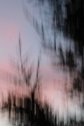 30th Apr 2024 - conifer sunset